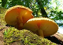 Two orange-yellow mushroom seen from below and growing on wood. One has a visible  fibrous volva, and both have adnexed gills. Part of the cap's top surface can be seen, and is heavily textured.