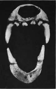 Incisos e caninos de Lichonycteris obscura