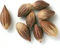 Drupas de Syagrus coronata