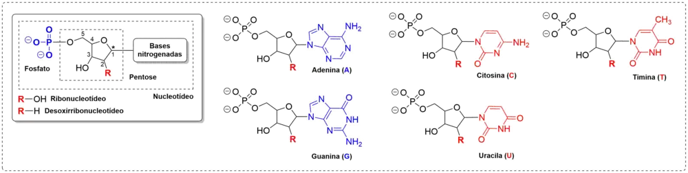 Ligacao N-beta-glicosidica