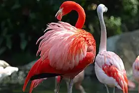 Flamingos