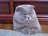 Lilac-coated Scottish Fold