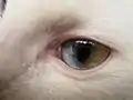 Heterocromia setorial em um gato.