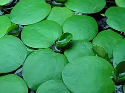 Limnobium laevigatum