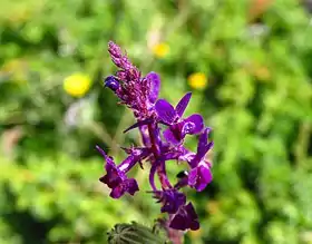 Linaria elegans em Madrid (Espanha)