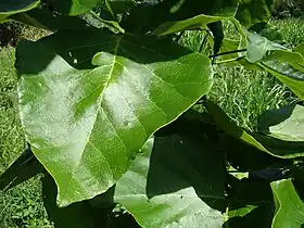 Folhas de tamanho e beleza incomuns, eram usadas sob doces finos, daí o nome folha-de-bolo.[carece&nbsp;de fontes?]