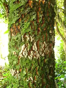 Casca de um guanandi; entre o musgo, percebe-se a cor da madeira, bege-rosada. Bertioga-SP
