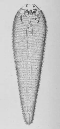 Linguatula taenioides