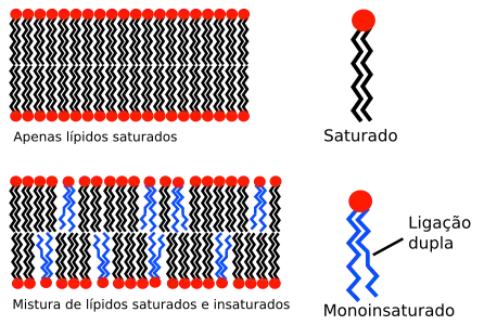  Lipid unsaturation effect pt