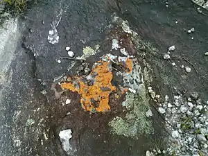 Registro das diferentes formas de vida.