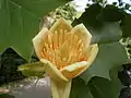 Detalhe da flor de Liriodendron tulipifera.