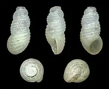 Liroceratia sulcata ( Iravadiidae )