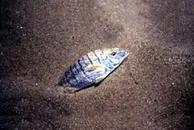 Lithognathus mormyrus