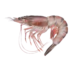 Litopenaeus schmitii