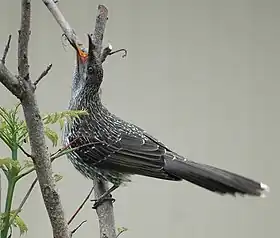 Anthochaera chrysoptera, Meliphagidae)