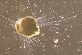 Ammonia tepida (Rotaliida)