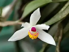 Loefgrenianthus blanche-amesiae