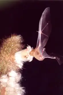 Lonchophylla mordax polinizando P. chrysostele