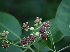 Lophopetalum wightianum.