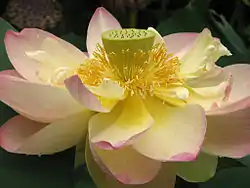 Nelumbo nucifera.