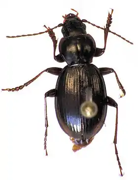 Loxomerus brevis