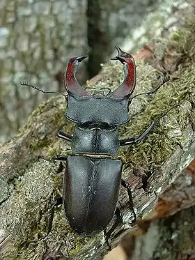 Lucanus cervus macho