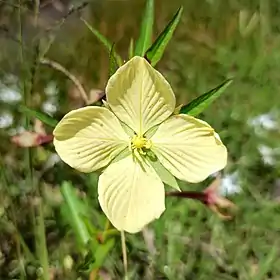 Ludwigia octovalvis