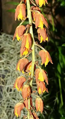 Lueddemannia pescatorei