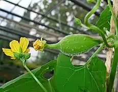 Vista lateral da flor masculina (esquerda), gemas masculinas da inflorescência e flor feminina com as pétalas já encerrados (direita).