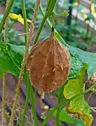 Fruto maduro, pedúnculo a murchar.