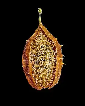 Buchinha quase pronta para uso.