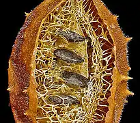 Exocarpo e parte do mesocarpo fibroso removidas, com as sementes aplanadas orientadas horizontalmente ao longo do eixo floral.