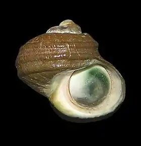 Vista inferior de uma concha de L. smaragda, com o seu opérculo, denominado cat's eye.