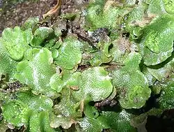 Lunularia cruciata, uma hepática talosa (Marchantiales).