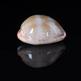 A concha de L. cinerea, subespécie brasilensis Lorenz, 2002.