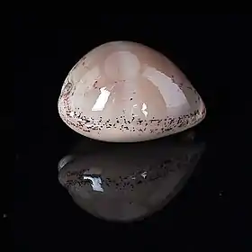 A concha de L. cinerea, subespécie cinerea (Gmelin, 1791).