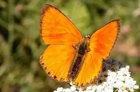 Lycaena virgaureae