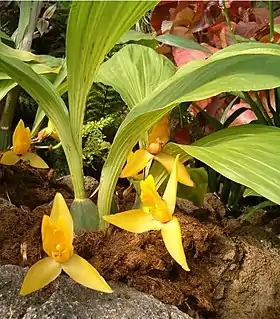 Lycaste cruenta