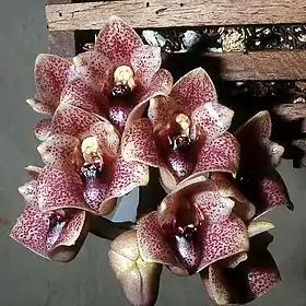 Lycomormium squalidum