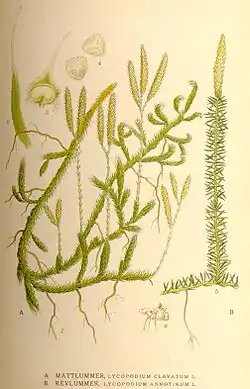 Lycopodium clavatum e Lycopodium annotinum.