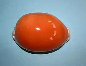 Concha de C. aurantium, vista por cima.