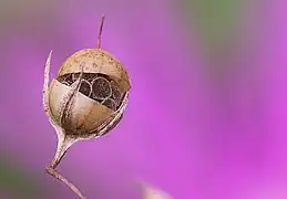 Fruto de Anagallis com deiscência circum-séssil.