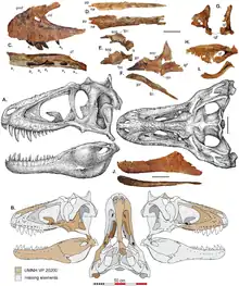 Reconstrução em escala de cinza de um crânio visto da esquerda e de cima; vários fósseis de ossos do crânio aparecem acima e são destacados em marrom nas silhuetas do crânio abaixo