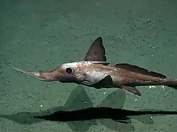 Um espécime de Rhinochimaeridae (Mar Vermelho).