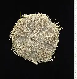 Micropyga tuberculata