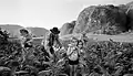 "Tobacco Harvesting, Valle de Viñales, Cuba" 2002