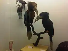 Anorrhinus galeritus