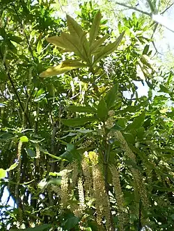Macadamia tetraphylla, aspecto geral da planta em flor.