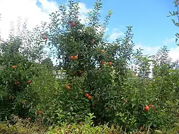 Plantações de macieiras em Bom Jardim da Serra, Santa Catarina, Brasil
