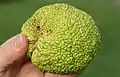 Maclura pomifera